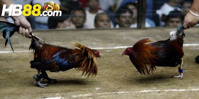 Chiến lược tham gia kèo đá gà bền vững