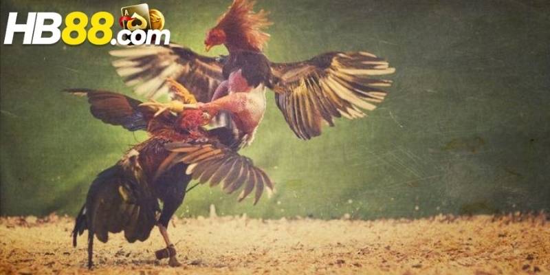 Sức hút của sảnh cược là được theo dõi các trận đấu trực tiếp